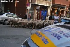 Una imagen del paso del ganado por la ciudad. /SN