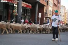 Una imagen del paso del ganado por la ciudad. /SN