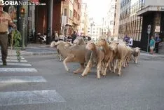 Una imagen del paso del ganado por la ciudad. /SN