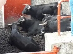 Imagen del concurso fotográfico sanjuanero de Soria Noticias. 