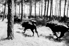 Imagen del concurso fotográfico sanjuanero de Soria Noticias. 