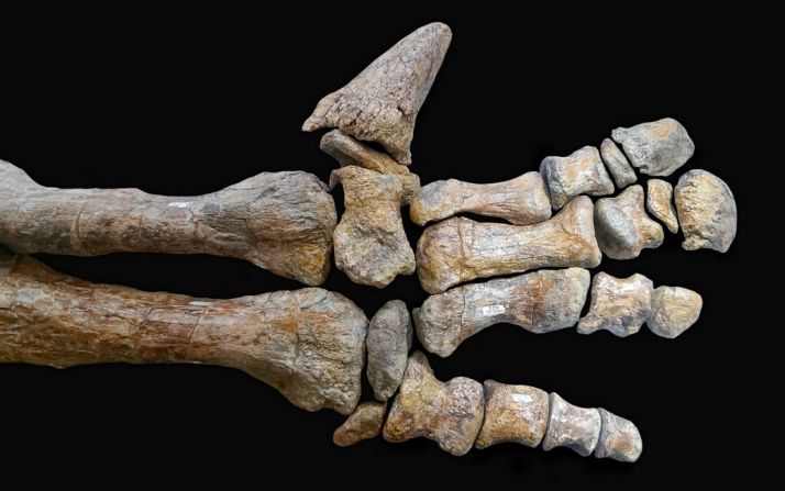 La pieza expuesta en el Numantino. /Jta.