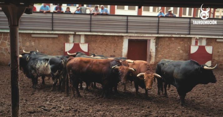 Los toros para esta tarde de Domingo de Calderas, en los corrales de San Benito. 