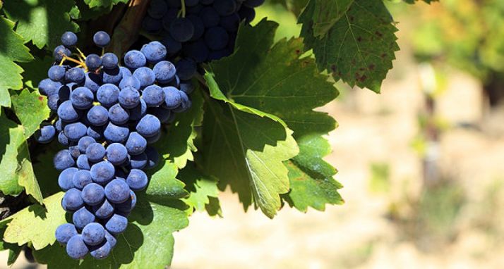 Aumentan hasta los 7M&euro; las ayudas a reestructuración y reconversión de viñedo