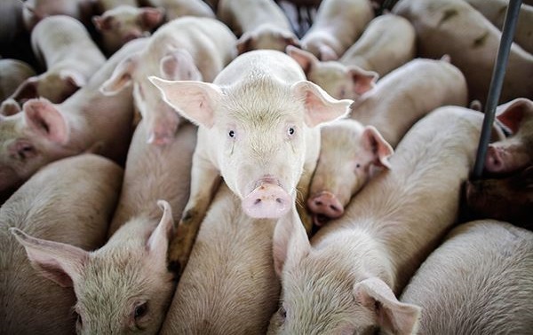 En Zamora tampoco quieren macrogranjas porcinas