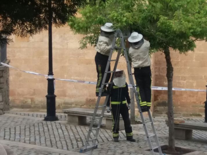 Los bomberos retiran un enjambre en el entorno de la concatedral de San Pedro