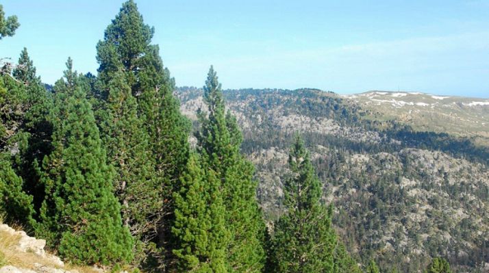 Un estudio de la Uva afirma que los pinos negros del Pirineo se expanden con mayor rapidez de lo habitual