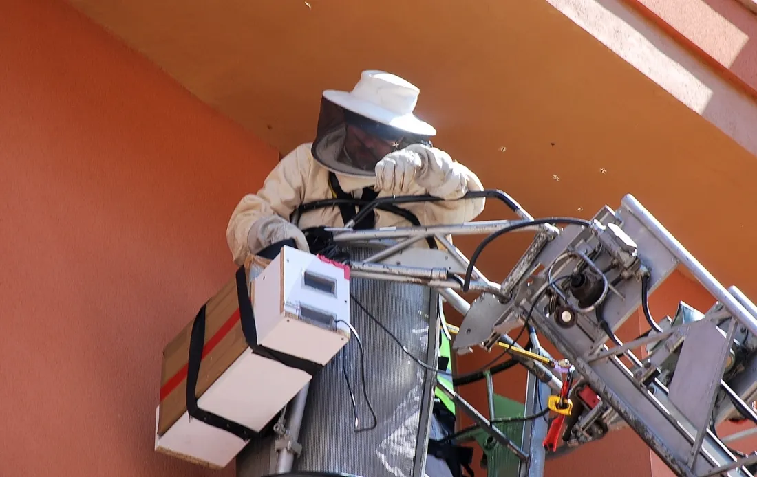 Foto 2 - Enjambraz&oacute;n o el fen&oacute;meno de las abejas okupas