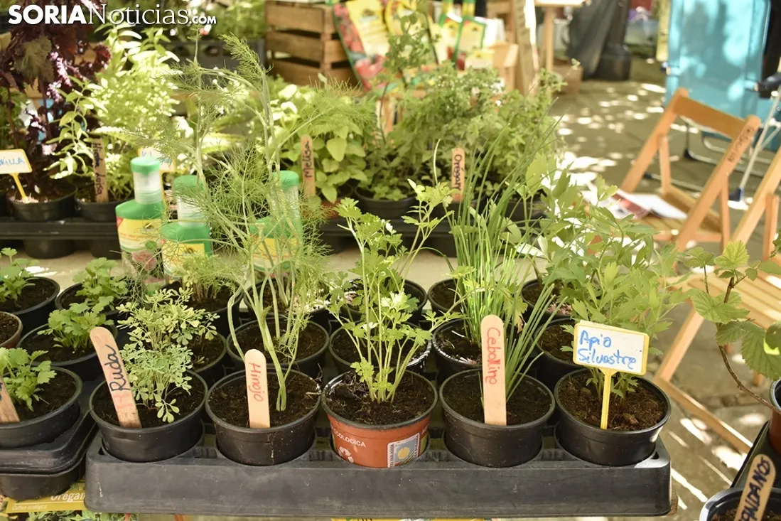 Mercado Ecológico en la plaza de San Esteban. /EM