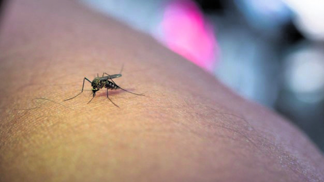 Mosquitos: enemigos de niños y mayores. Cómo mantenerlos a ...