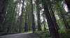 Foto 1 - Un decreto regulará el Fondo de Mejoras Forestales en los más de 3.500 montes públicos de CyL