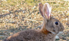 Foto 1 - CyL comienza este miércoles la media veda y flexibiliza la captura del conejo