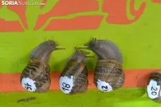 35ª Carrera de Caracoles de Peroniel. /EM
