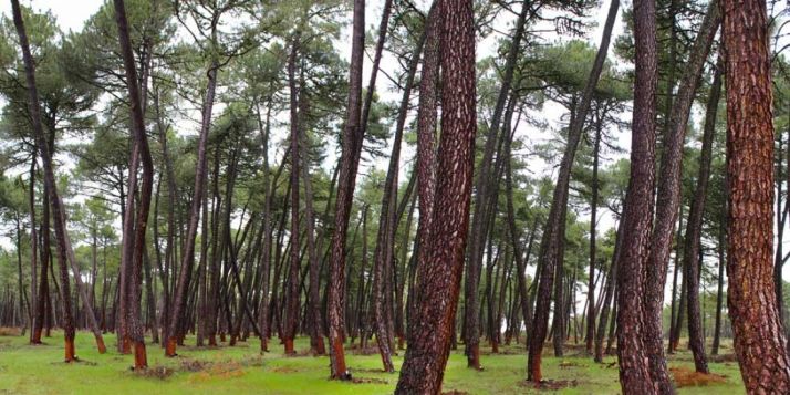 La Junta financiará el mantenimiento de las cámaras de vigilancia forestal de la provincia