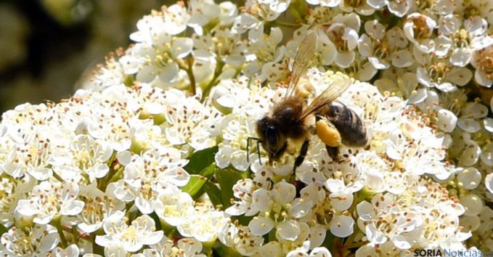 Enjambrazón o el fenómeno de las abejas okupas