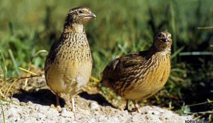 Floja apertura de la media veda debido al retraso de la cría de codornices