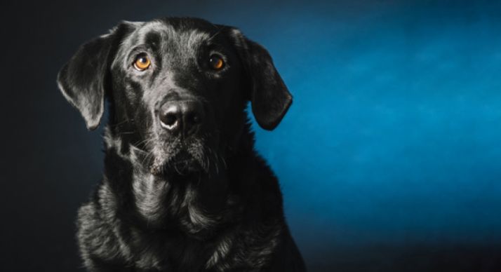 La Guardia Civil pone en marcha la campaña de control e identificación de perros