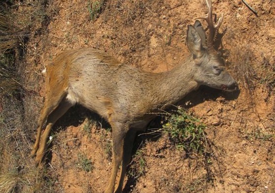 Investigado un cazador por dar muerte a un corzo sin autorizaci&oacute;n