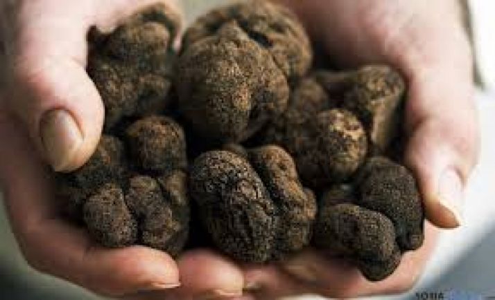 La Diputación respaldará con 50.000 euros 17 proyectos de cultivo de trufa negra