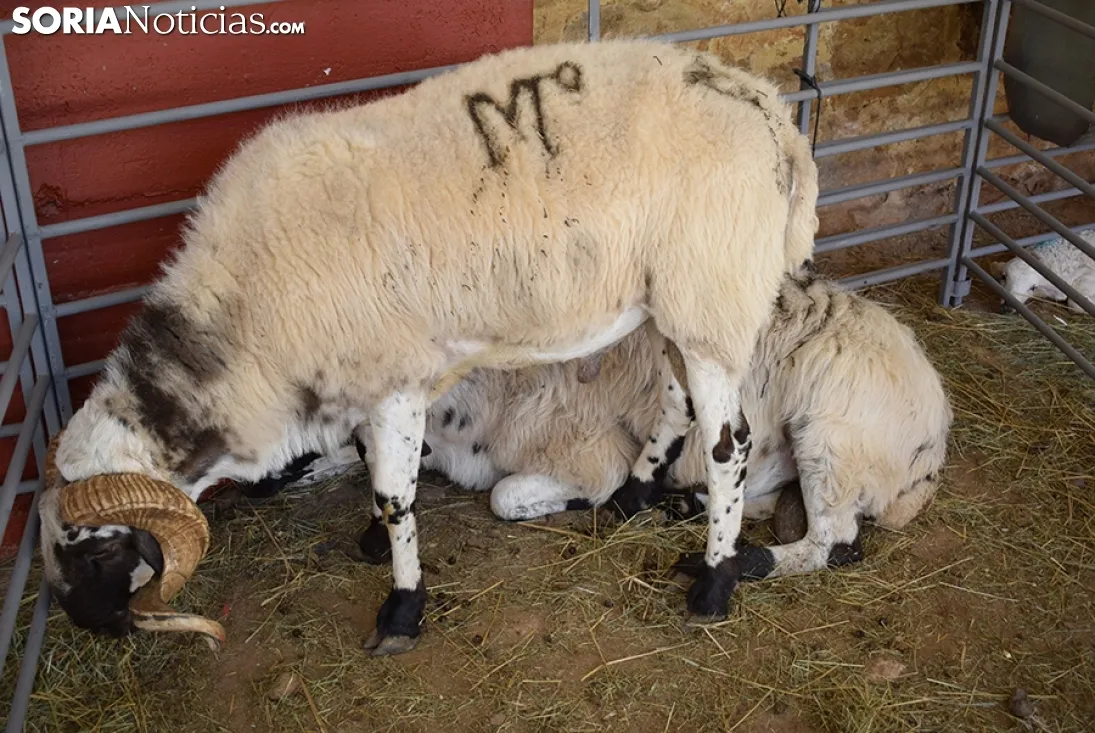 Feria Ganadera de Soria 2018. /SN