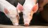 Foto 1 - Informe ambiental favorable para una explotación porcina en Alentisque con 2.685 madres