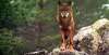 Foto 1 - UPA-COAG será "firme" en que se mantenga la caza del lobo y los cupos en la reunión que se celebrará el jueves