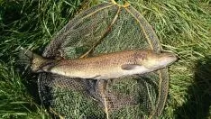 Máster de pesca de salmónidos en el río Duero. Campano Soriano