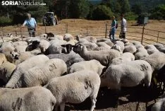 Feria Ganadera de Vinuesa 2018