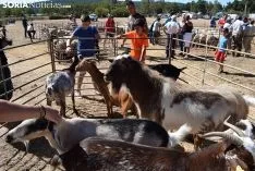 Feria Ganadera de Vinuesa 2018