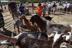 Feria Ganadera de Vinuesa 2018