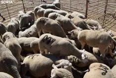 Feria Ganadera de Vinuesa 2018