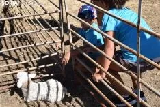 Feria Ganadera de Vinuesa 2018