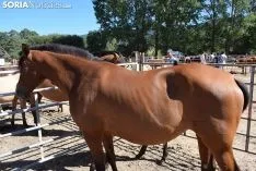 Feria Ganadera de Vinuesa 2018