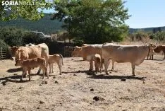Feria Ganadera de Vinuesa 2018