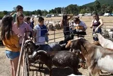 Feria Ganadera de Vinuesa 2018