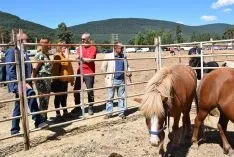 Feria Ganadera de Vinuesa 2018