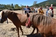 Feria Ganadera de Vinuesa 2018