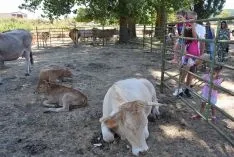 Feria Ganadera de Vinuesa 2018
