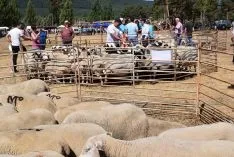 Feria Ganadera de Vinuesa 2018