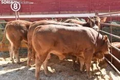Feria Ganadera de Soria 2018. /SN