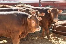 Feria Ganadera de Soria 2018. /SN