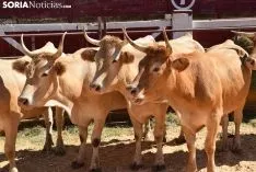 Feria Ganadera de Soria 2018. /SN