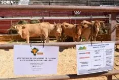 Feria Ganadera de Soria 2018. /SN