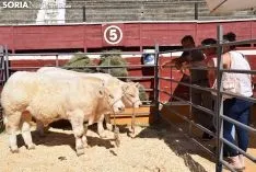 Feria Ganadera de Soria 2018. /SN