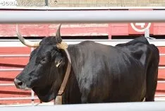 Feria Ganadera de Soria 2018. /SN