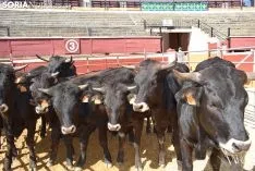 Feria Ganadera de Soria 2018. /SN