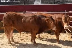 Feria Ganadera de Soria 2018. /SN