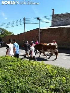 Foto 4 - La trashumancia de &Aacute;greda repite &eacute;xito por tercer a&ntilde;o