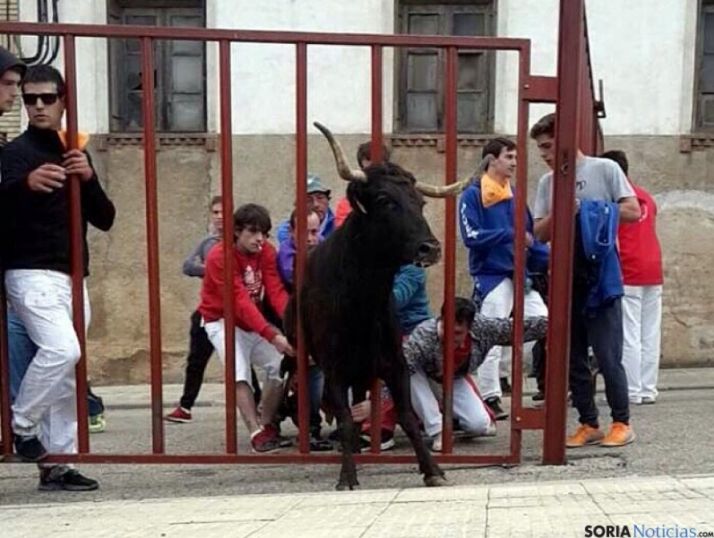 Una vaquilla intenta salir del recorrido del encierro.