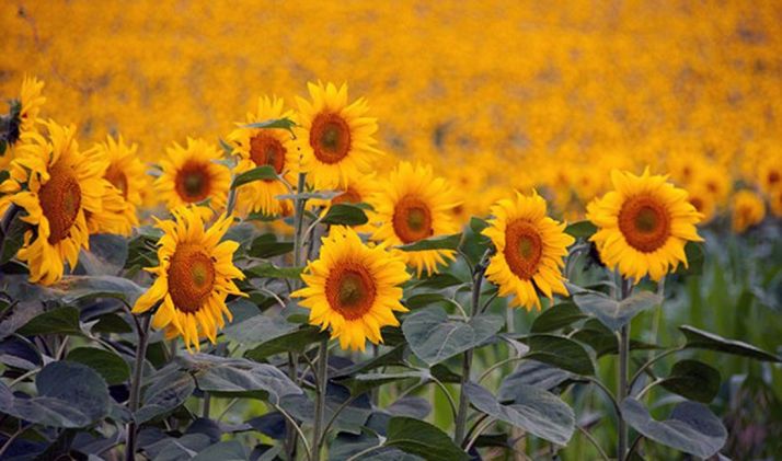 Advierten de que los precios del girasol se están hundiendo por la importación de pipa de Ucrania